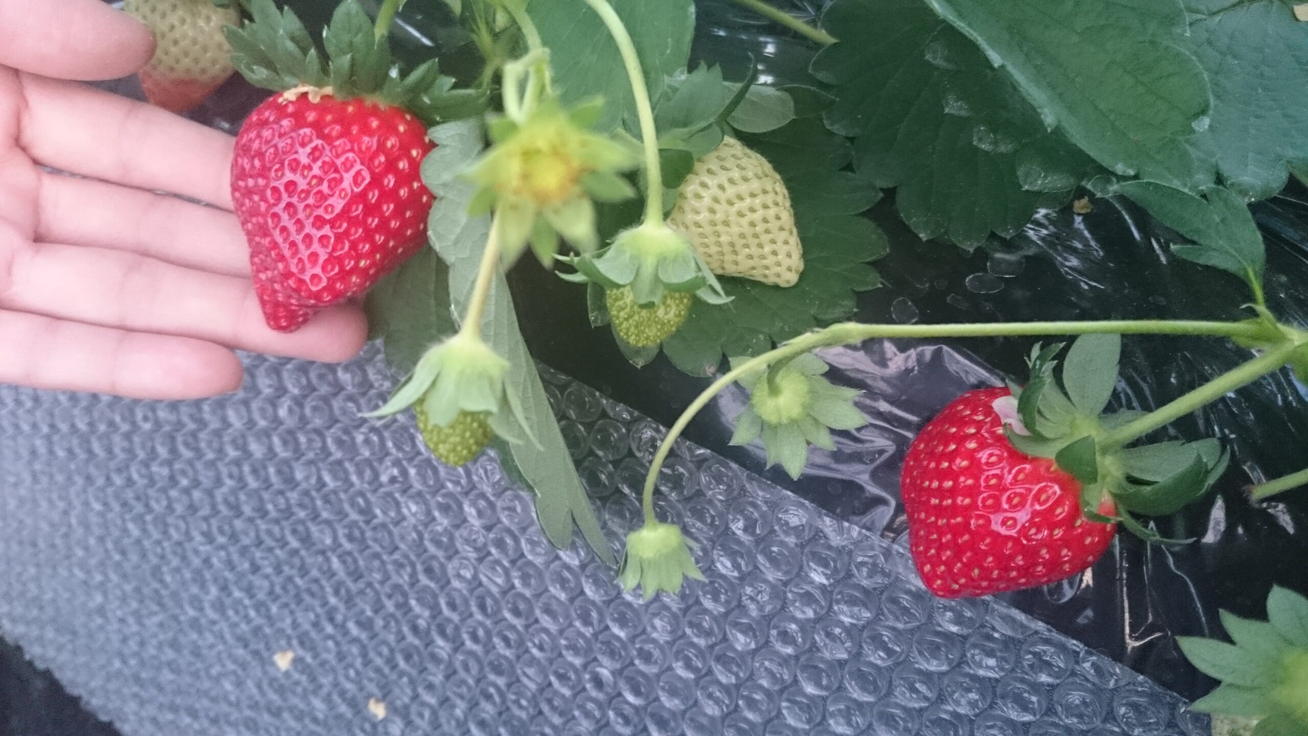 嘉山農園のいちご狩りのいちご