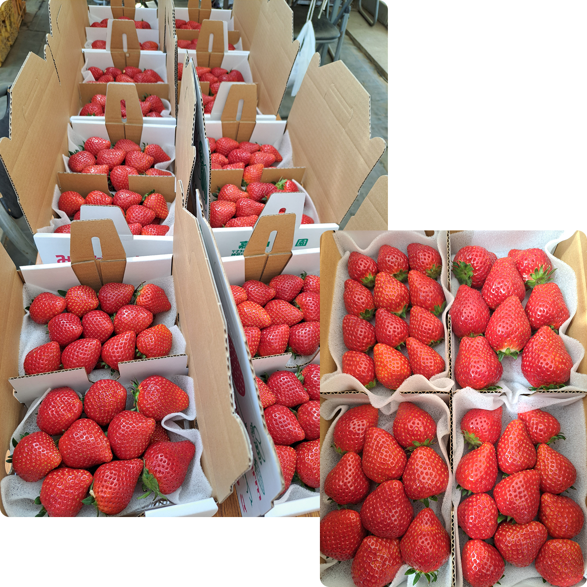 嘉山農園のいちごの宅配便