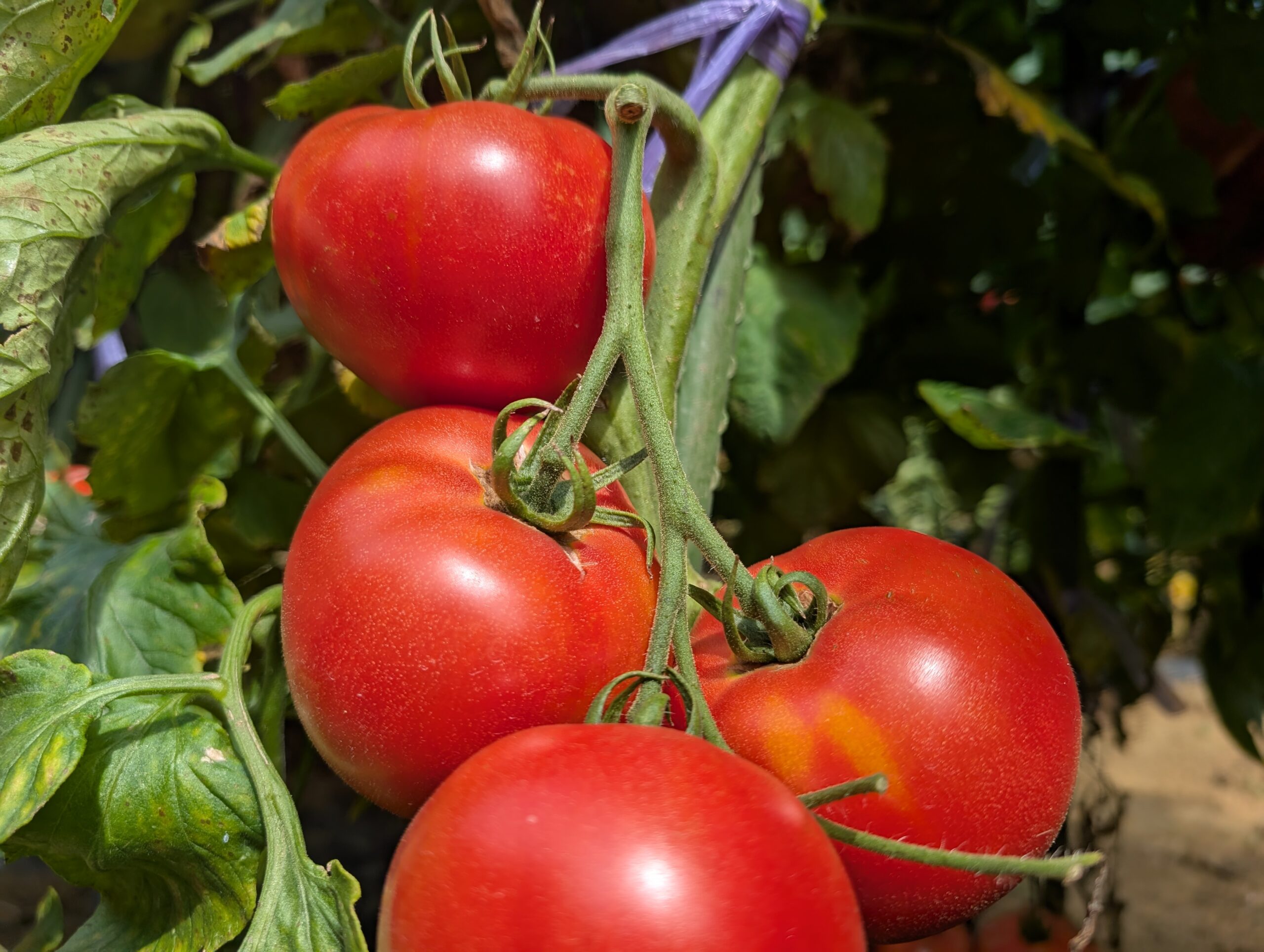 嘉山農園のトマト