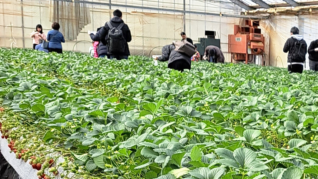 いちご狩りの様子